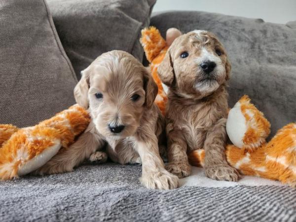 Image 6 of GORGEOUS COCKAPOO PUPPIES FOR SALE