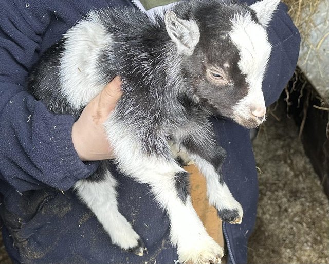 Preview of the first image of Quality Pygmy goats available. Adults and 2024 born.