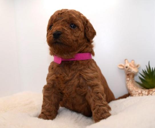 Image 9 of Cavapoo puppies stunning fox red babies available 5 april