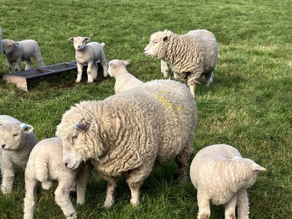 Image 1 of Ryelands Ewes with lambs