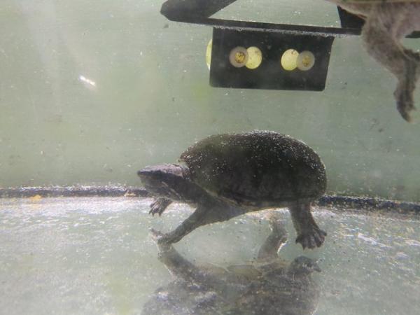 Image 5 of Musk turtles with tank and filter