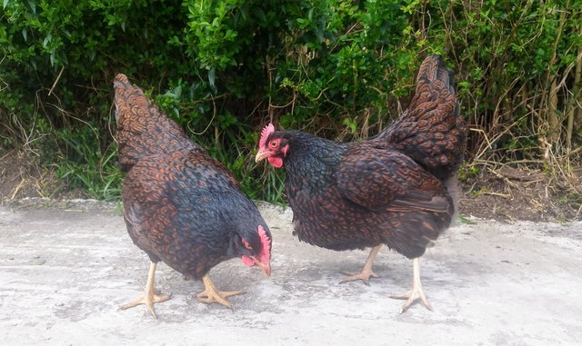 Image 4 of Pure Breed Double Gold Laced Barnevelders Hatching Eggs We a