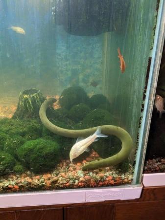 Image 5 of 3 x Tropical Fish Aquarium's for sale