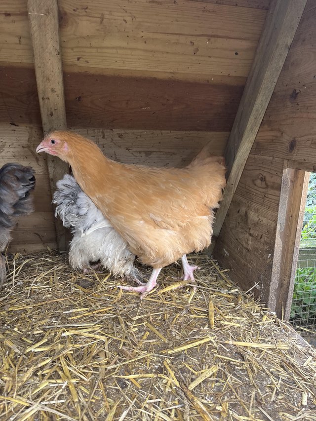 Preview of the first image of Buff Orpington and gold bramas.