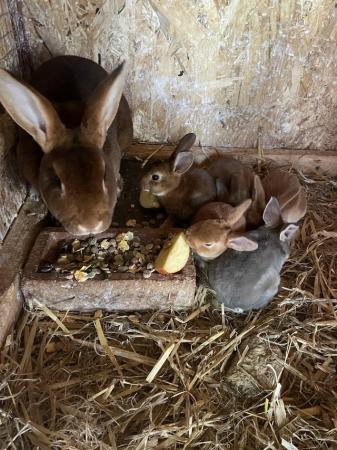 Image 5 of Adorable, friendly Standard Rex rabbit babies