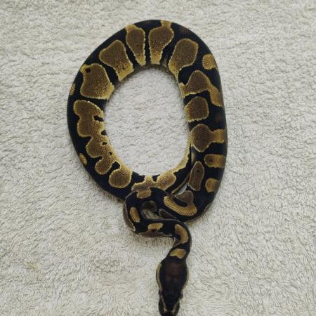 Image 4 of Yellow belly possible leopard het pied female