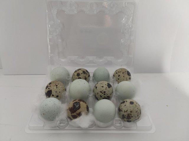 Preview of the first image of Fertile Japanese Quail hatching eggs Inc Celadon.