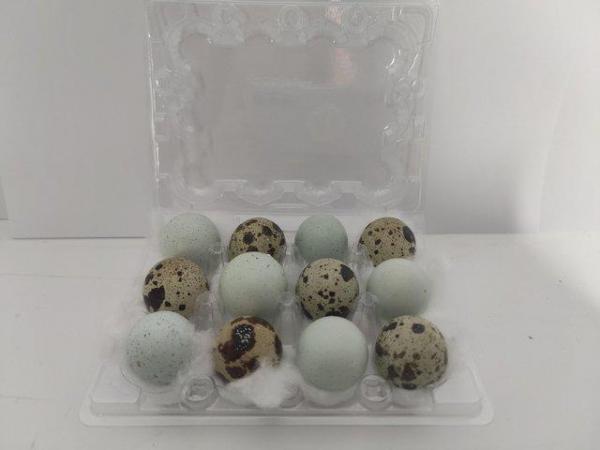 Image 1 of Fertile Japanese Quail hatching eggs Inc Celadon