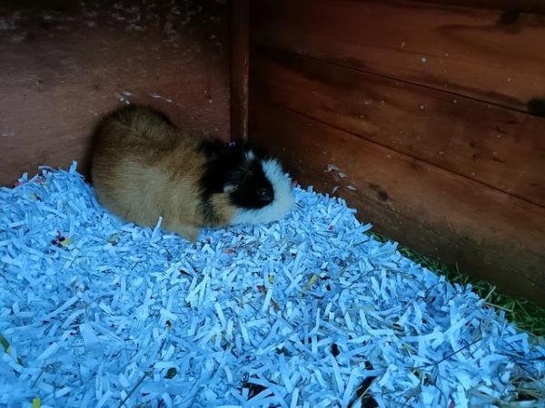 Image 5 of Male and Female Guinea Pigs for sale in Worthing