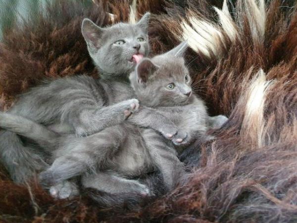 Image 9 of RUSSIAN BLUE KITTENS FOR SALE ready to leave now