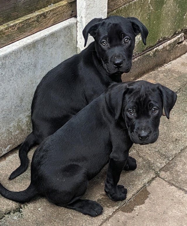Preview of the first image of ADORABLE F1 MASTADOR PUPPIES.