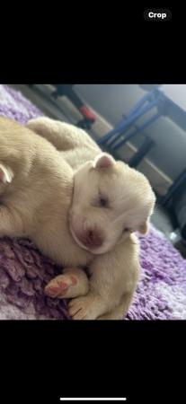 Image 5 of Stunning Akita x husky puppies