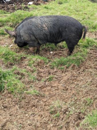 Image 2 of Breeding trio of Pure Berkshire pigs available