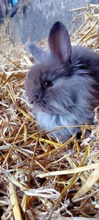 Image 3 of 9 week old baby lionhead rabbits for sale