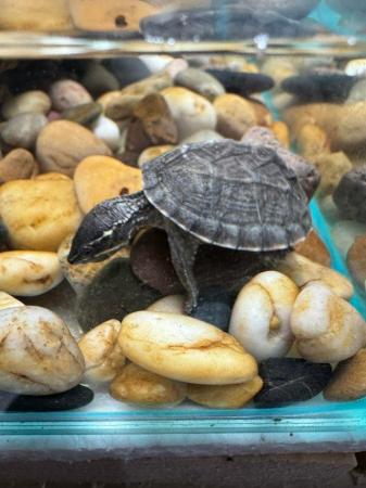 Image 5 of Turtle (Musk Turtles) ready now.
