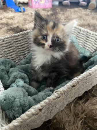 Image 6 of Beautiful kittens for sale