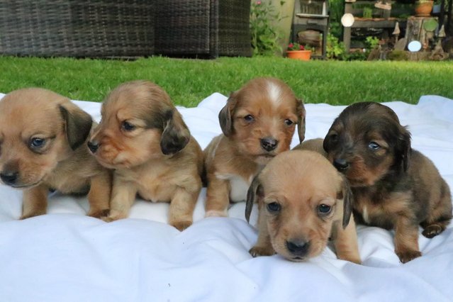 Image 9 of Mini Dachunds For Sale 3 left