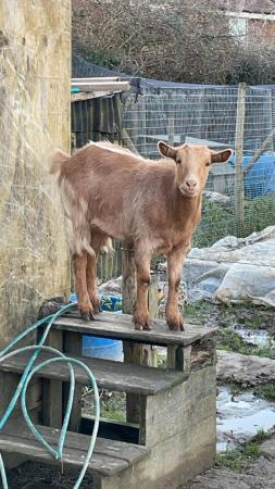 Image 1 of GOLDEN GUERNSEY/PYGMY CROSS WETHER