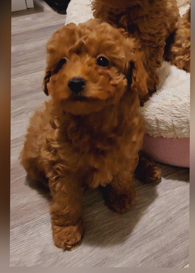 Cockapoo puppies for sale in hot sale north yorkshire