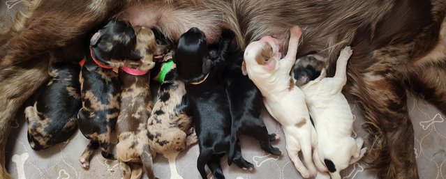 Preview of the first image of Beautiful Sprocker Spaniel Puppies.