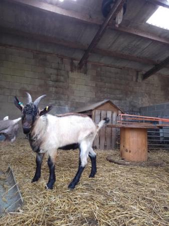 Image 1 of 1yr old pure english billy Goat