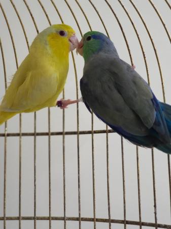 Image 2 of Breeding pair of parrotlet for sale.
