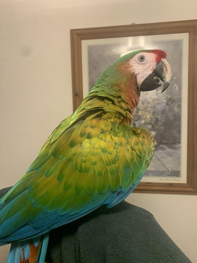 Preview of the first image of HandReared Stunning Talking Shamrock Macaw Parrot.