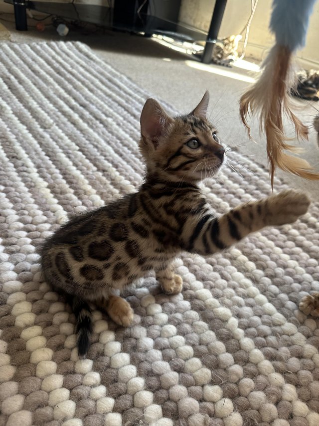 Preview of the first image of 5 generation TICA registered bengal kittens for sale..