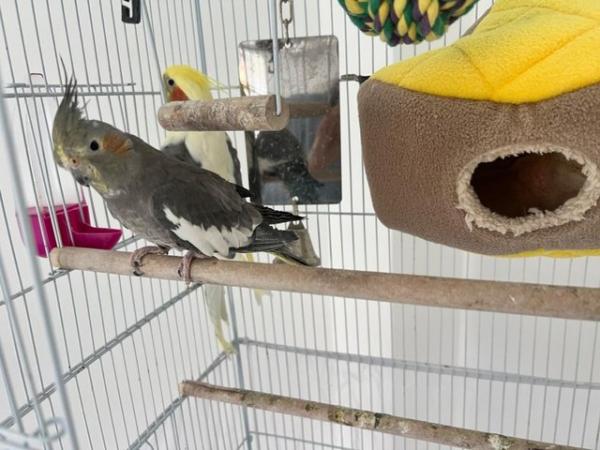 Image 4 of Two Lovely Cockatiel to rehome