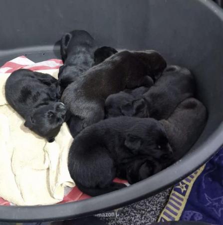 Image 8 of Black Lab x Collie-Lurcher Puppies, 4 girls left