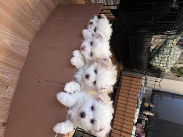 Image 5 of White Bichon and White Pomeranian Puppies in Leeds