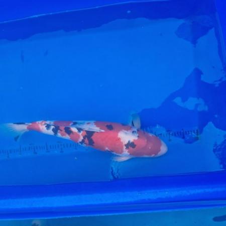 Image 2 of Koi carp from 45cm to 80cm need new home