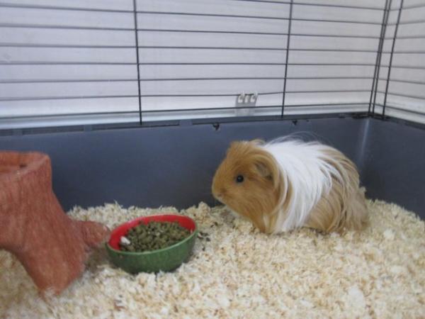 Image 4 of 2 male long haired guinea pigs looking for a new home