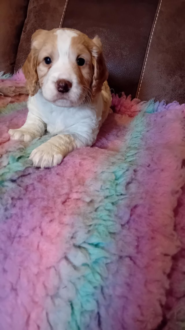 Preview of the first image of KC registered working cocker spaniels AMS PRA FN Clear.