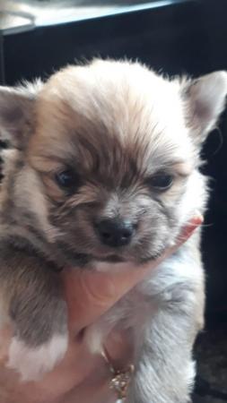 Image 6 of Beautiful pomchi puppies for sale ready for there forever ho