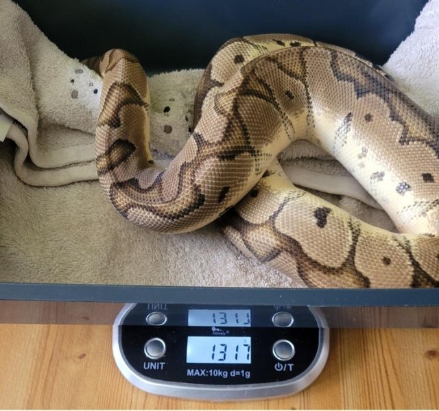 Cb2023 Pastel Clown Royal/Ball Python. — photo 2 of 4