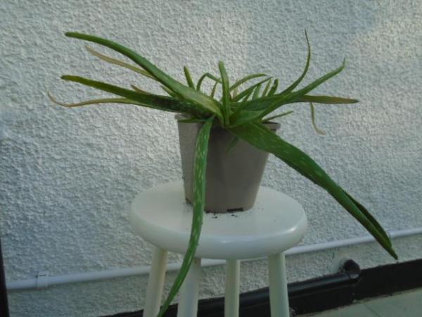 Image 1 of Aloe vera plant in square grey pot