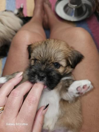 Image 8 of Lhasa apso puppies for sale