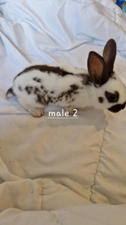 Image 12 of 6 week old baby rabbits