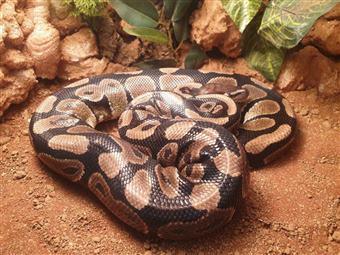 Image 2 of Adult Normal Royal Pythons For Sale