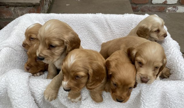 Image 3 of Working type cocker spaniel puppy’s