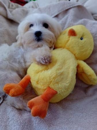 Image 3 of Gorgeous Maltese Puppies