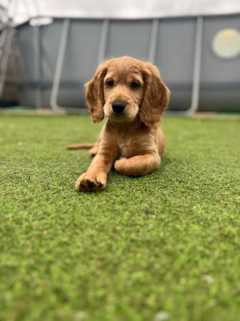Image 7 of F2B COCKAPOO PUPS FOR SALE
