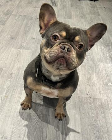 Image 2 of Male French bulldog 2 years old