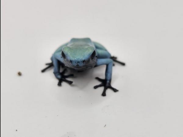 Image 4 of Blue Splashback Dart Frogs