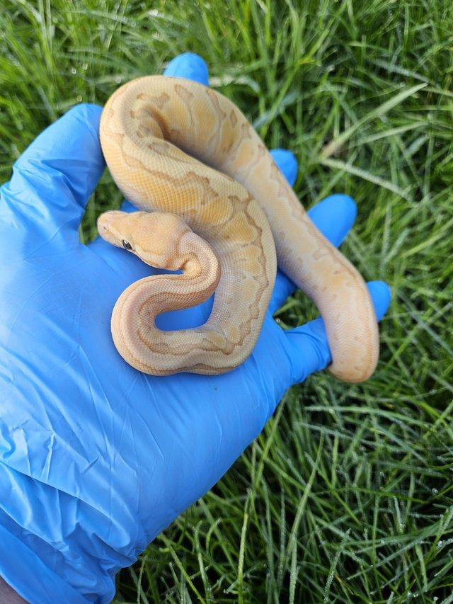 Preview of the first image of Female Banana Lesser Pinstripe Ball python.
