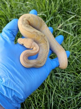 Image 1 of Female Banana Lesser Pinstripe Ball python
