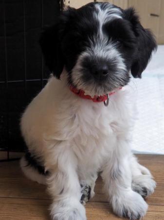 Image 6 of Clementine the Schapendoes puppy, aka Dutch Sheepdog
