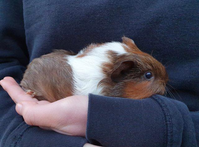 Preview of the first image of Female sow teddy and smooth haired guinea pigs 3 months.
