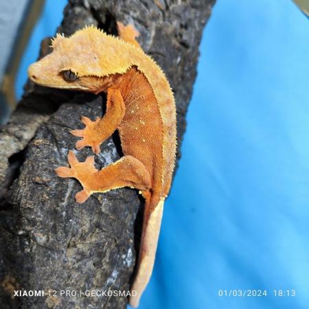 Image 4 of Female tangerine/red female crested gecko